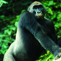 Gorilla, Gabon tour